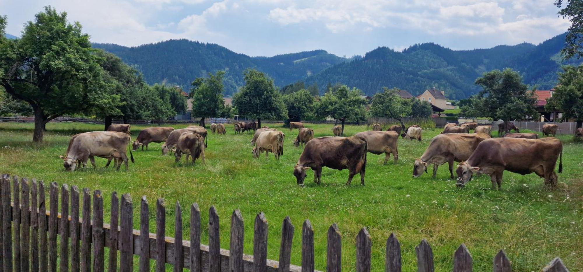 Flat Bull Appartement Mit Garten Sankt Lorenzen bei Knittelfeld Exterior foto
